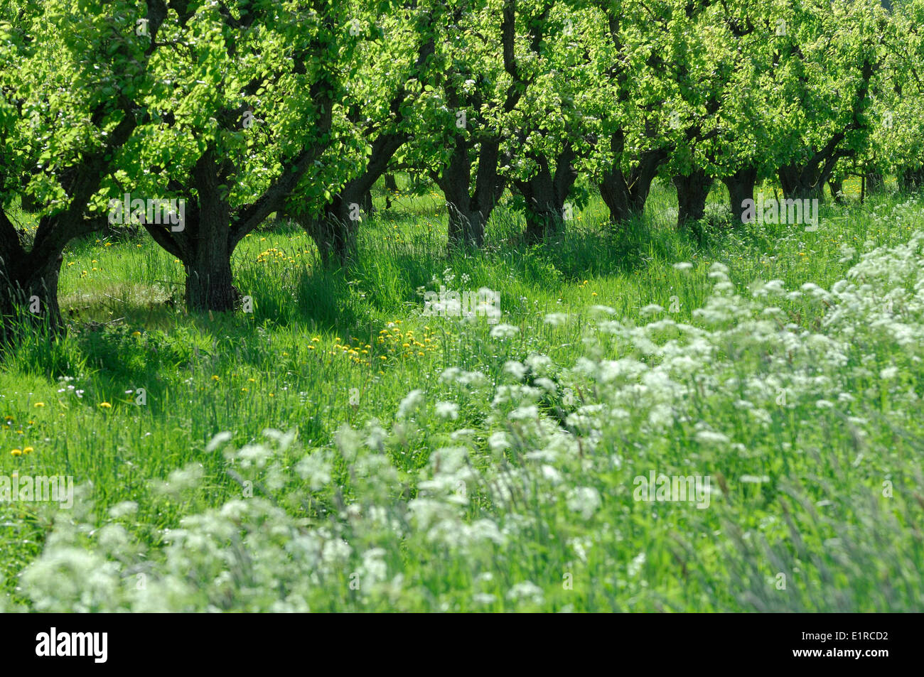 Row of Pear trees with young springtime leaves Stock Photo