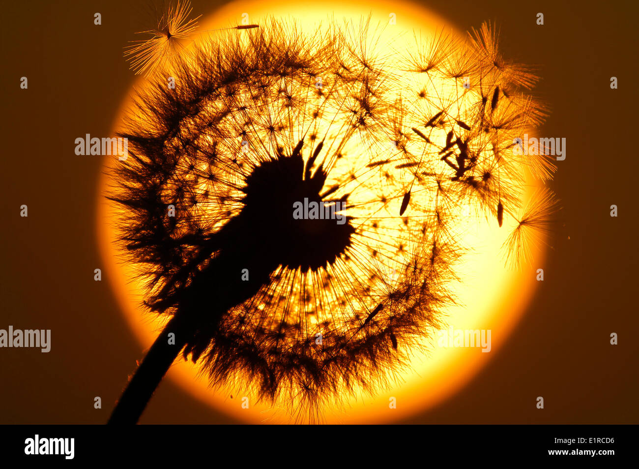 Common dandelion plant hi-res stock photography and images - Alamy