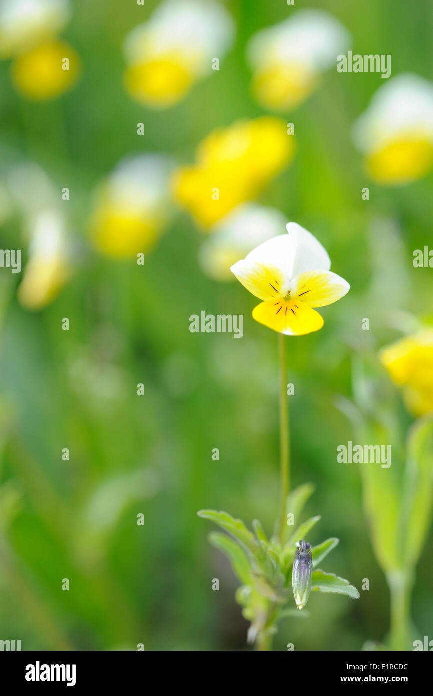 Flowering Mountain Pansy in alpine meadow Stock Photo