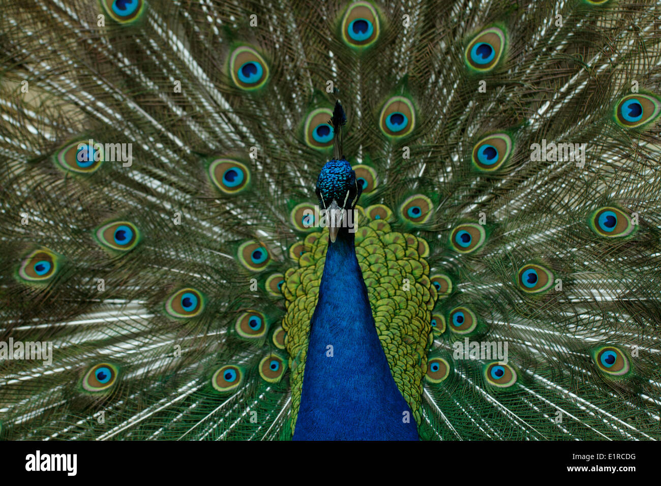 Shows his feathers hi-res stock photography and images - Alamy