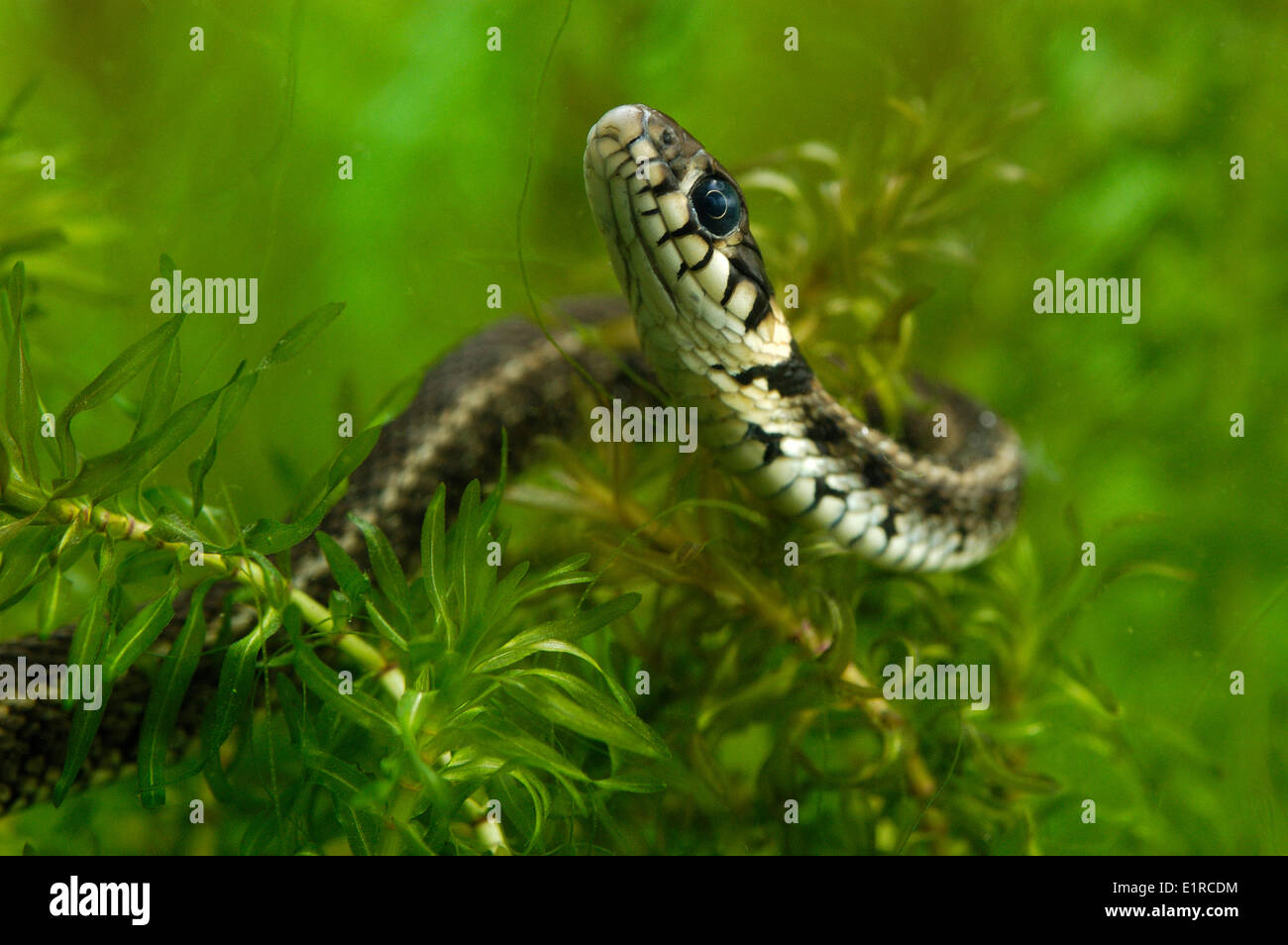 Grass Snake hiding under water among water plants Stock Photo - Alamy