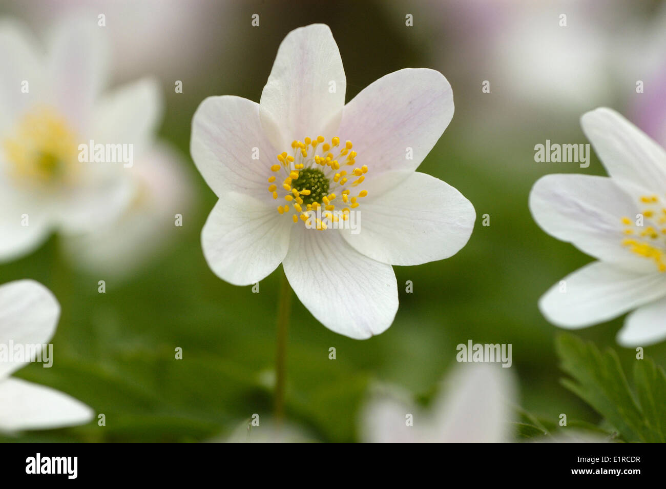 Flowering Wood Anemones Stock Photo