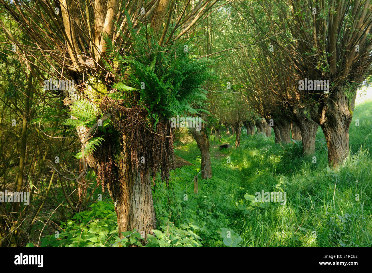 Male Fern growing in pillard willow Stock Photo