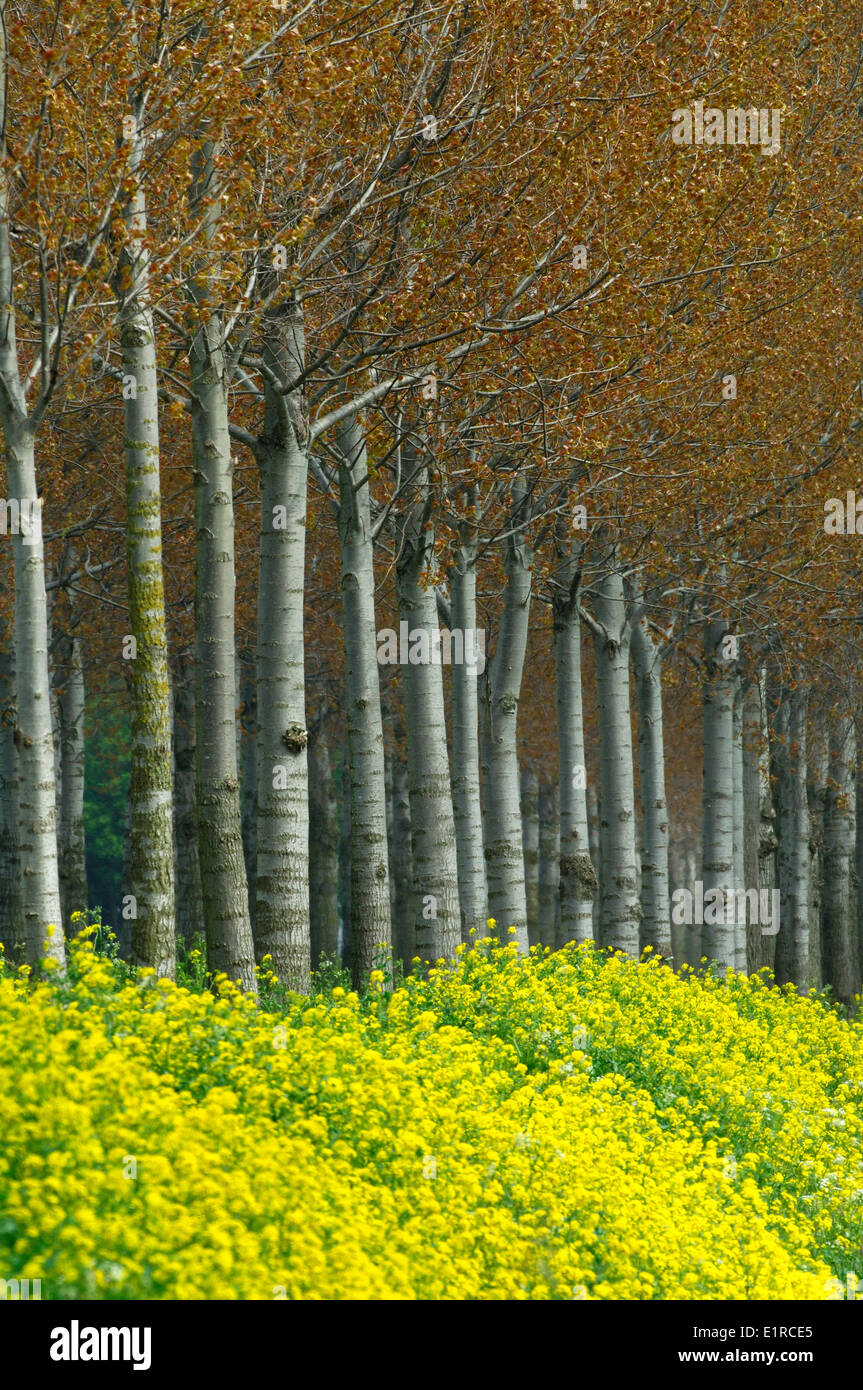 Canadian Poplars with young red coloured leaves Stock Photo