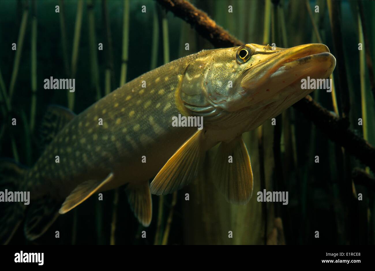 Northern Pike in closeup Stock Photo Alamy