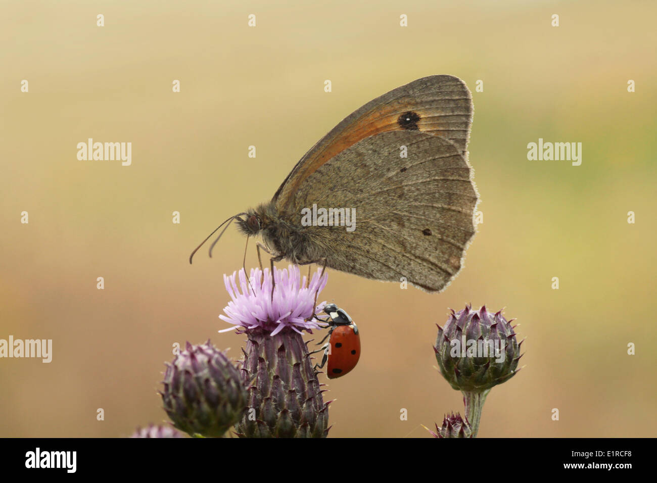 Meadow Brown foraging on a thistle Stock Photo