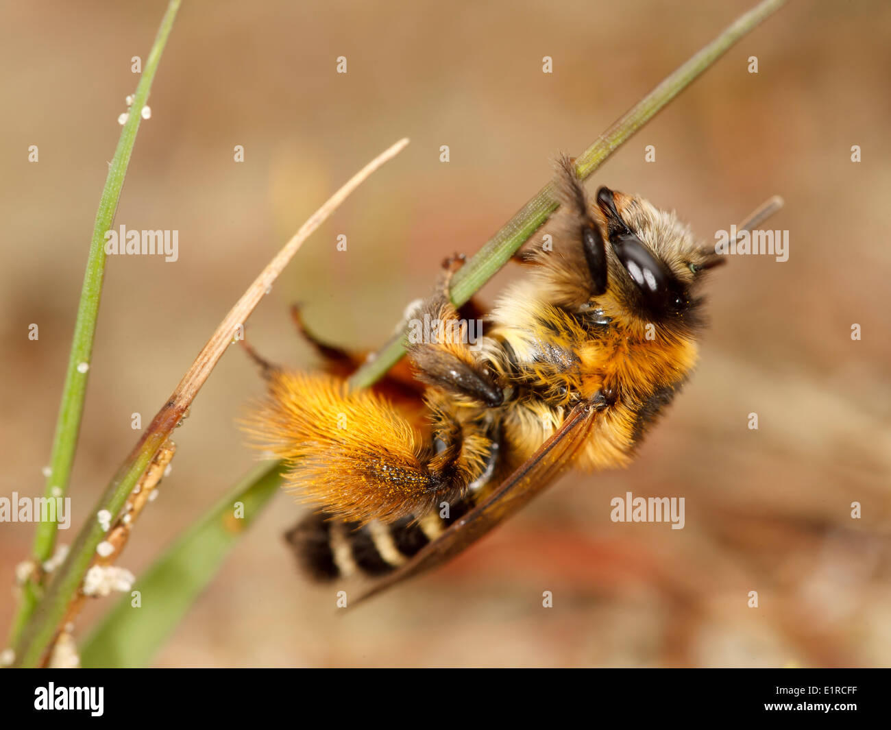Female  Pollen Specialist (Dasypoda hirtipes) hanging from the vegetation. Stock Photo