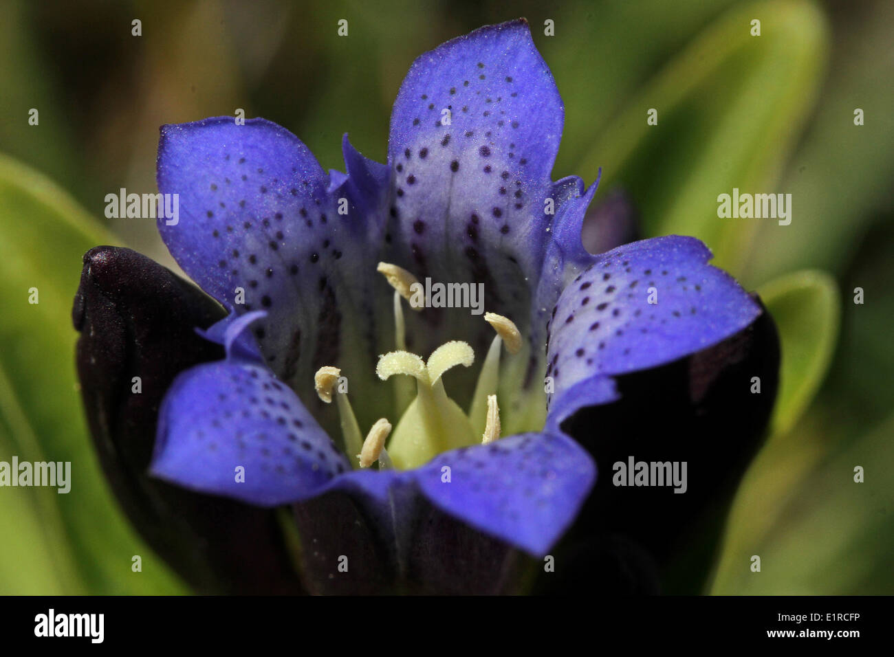 close up of the flower of the Cross-leaved Gentian Stock Photo
