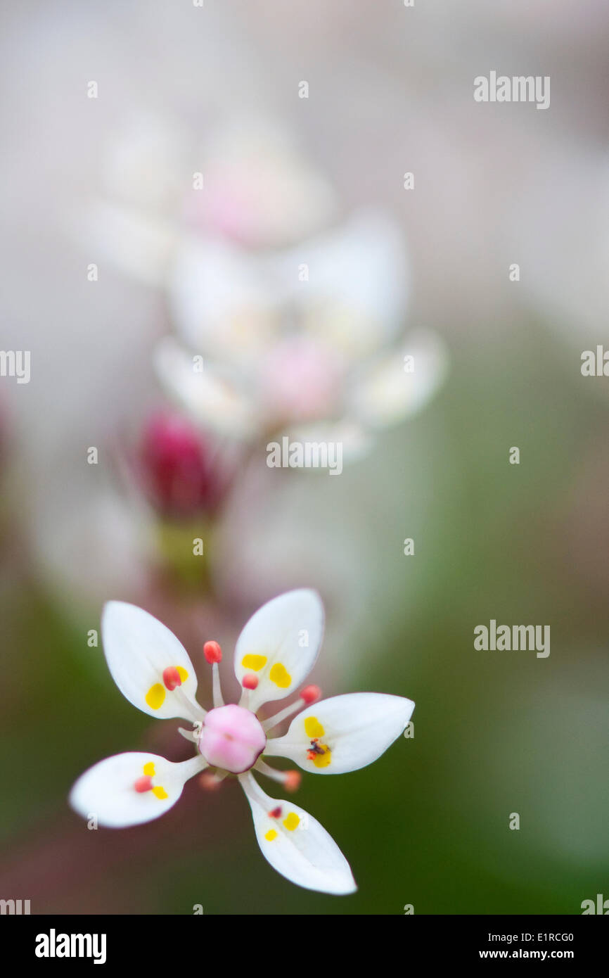 Star Saxifrage in close-up Stock Photo