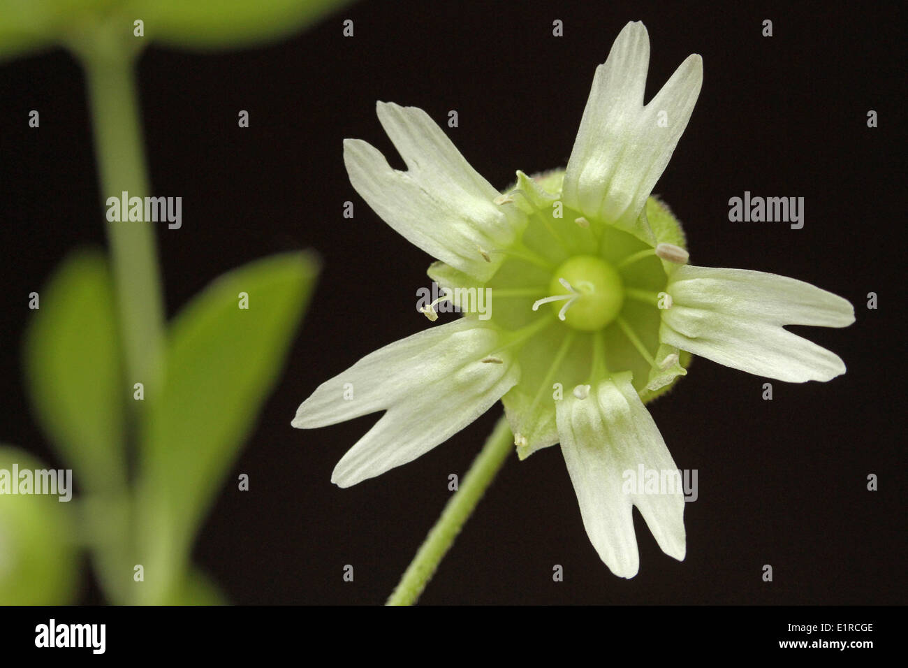 frontal view of the Berry Catchfly flower Stock Photo