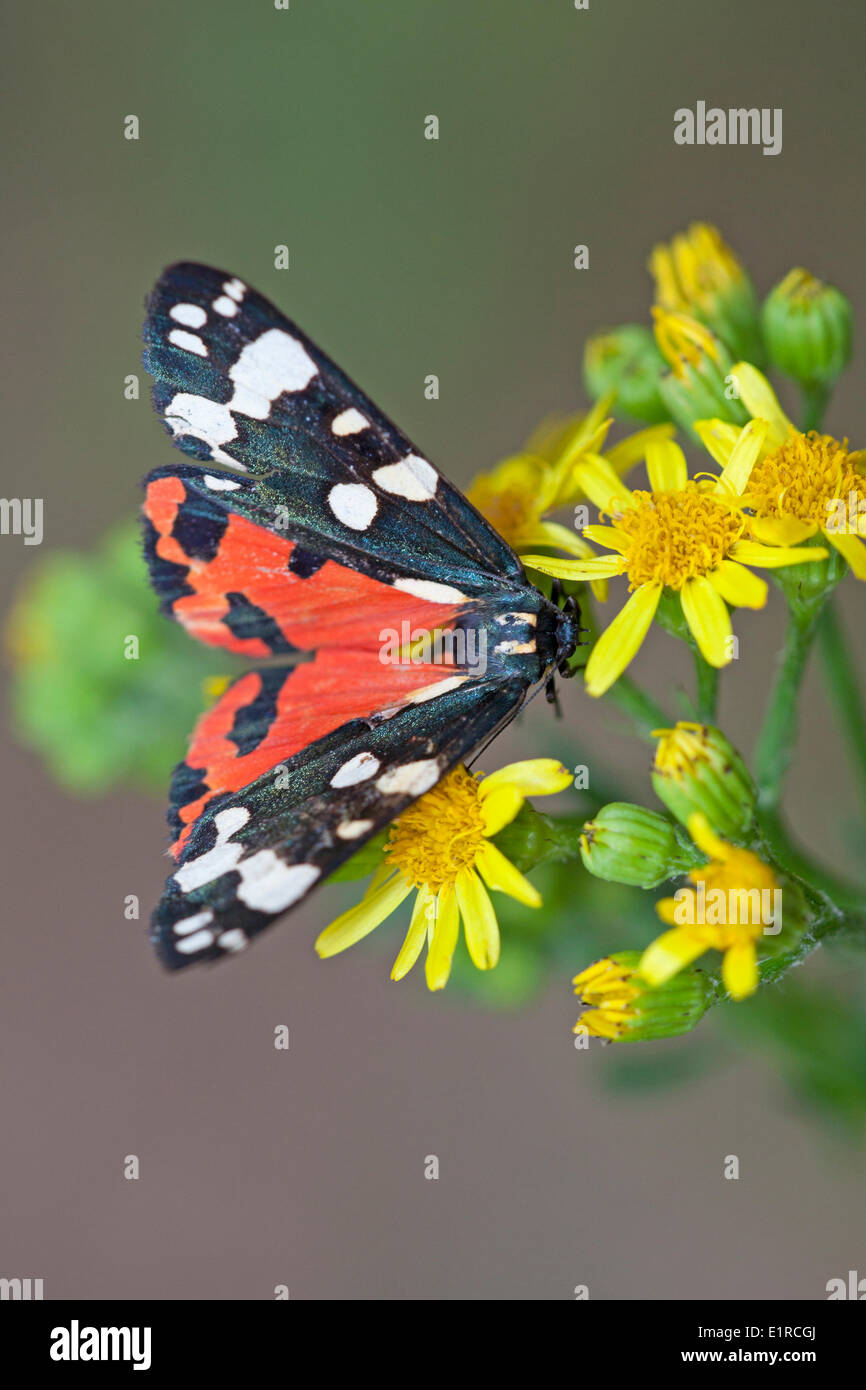 photo of a scarlet tiger on ragwort Stock Photo