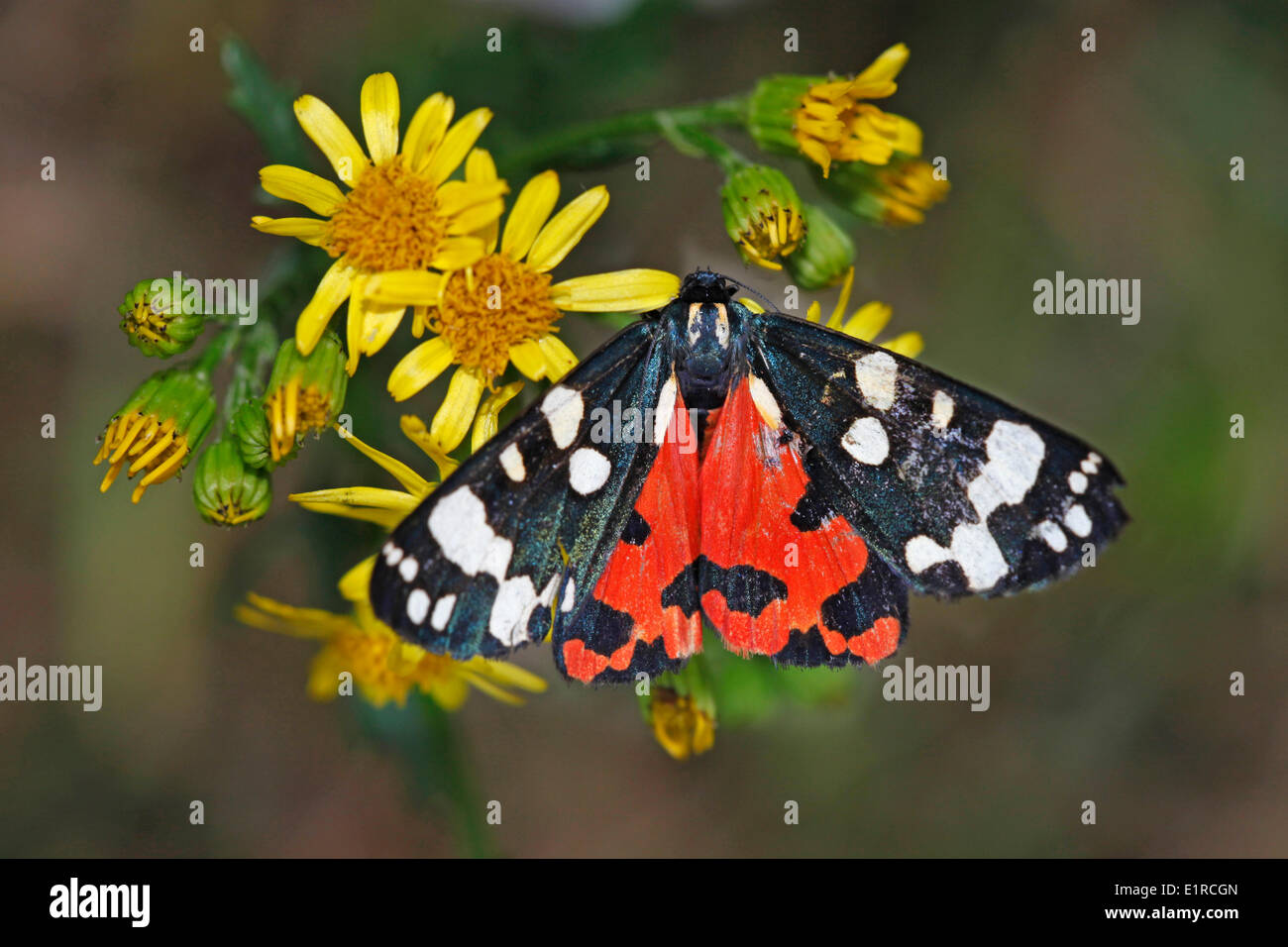 photo of a scarlet tiger on ragwort Stock Photo