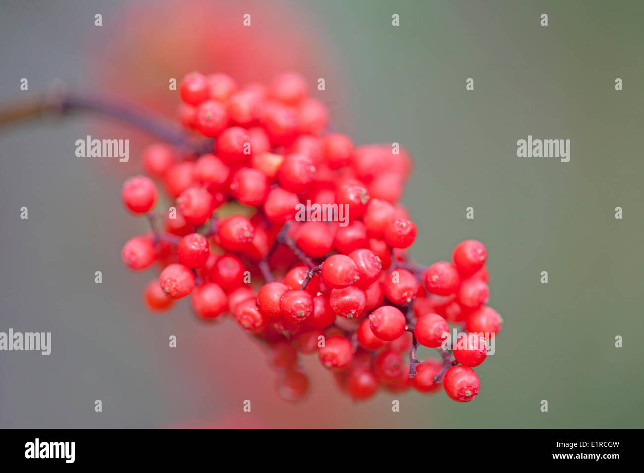 macro of the berries of a red-berried elder Stock Photo