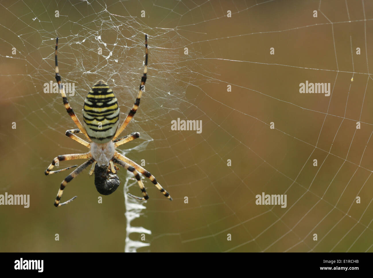 Wasp spider in her web with a prey Stock Photo - Alamy