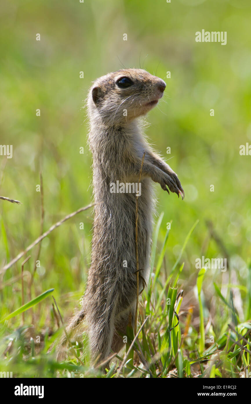 European sousliks or ground squirrels on the lookout Stock Photo