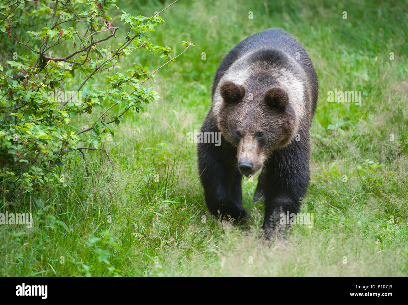 Young European brown bear in habitat Stock Photo
