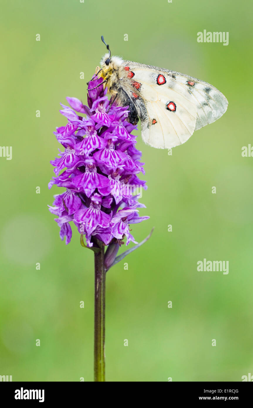 Close-up of a Small Apollo on a Common Spotted Orchid Stock Photo