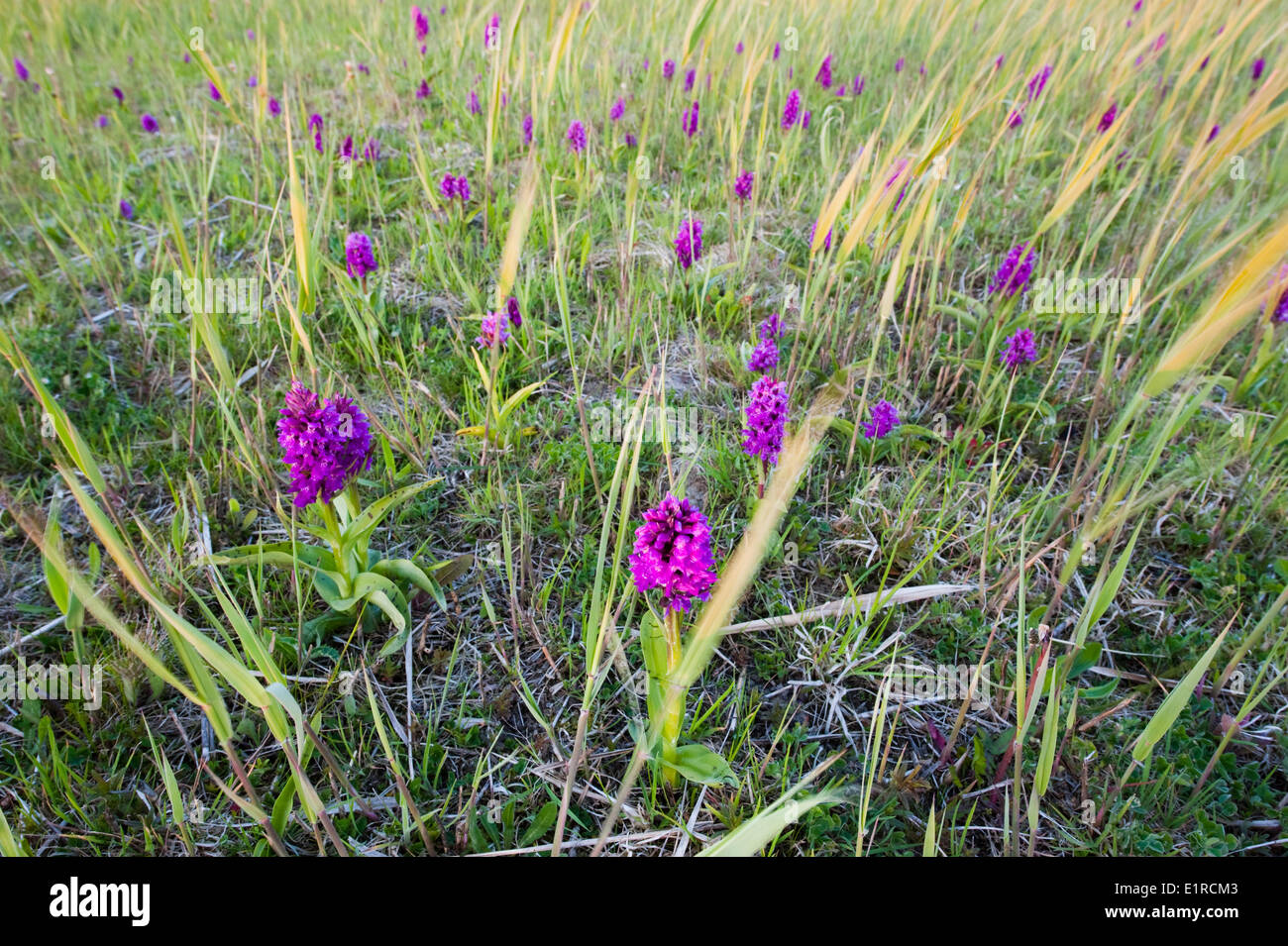Broad-leaved Marsh Orchid Stock Photo
