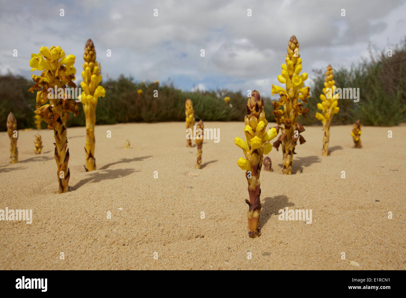 Yellow Broomrape a rare plant along the Mediterranean coast Stock Photo