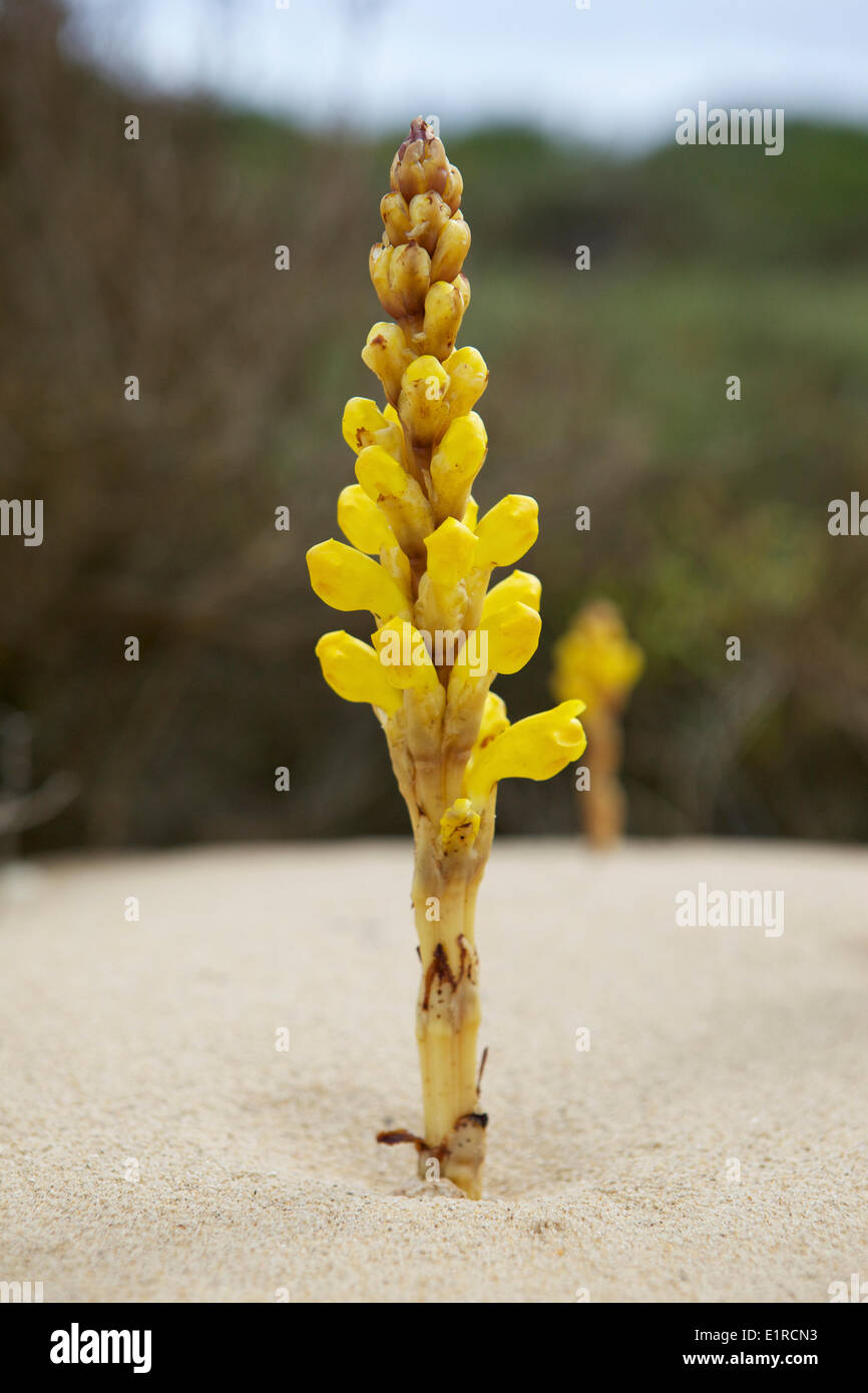 Yellow Broomrape, a rare plant along the sandy coasts of the Mediterranean. Stock Photo
