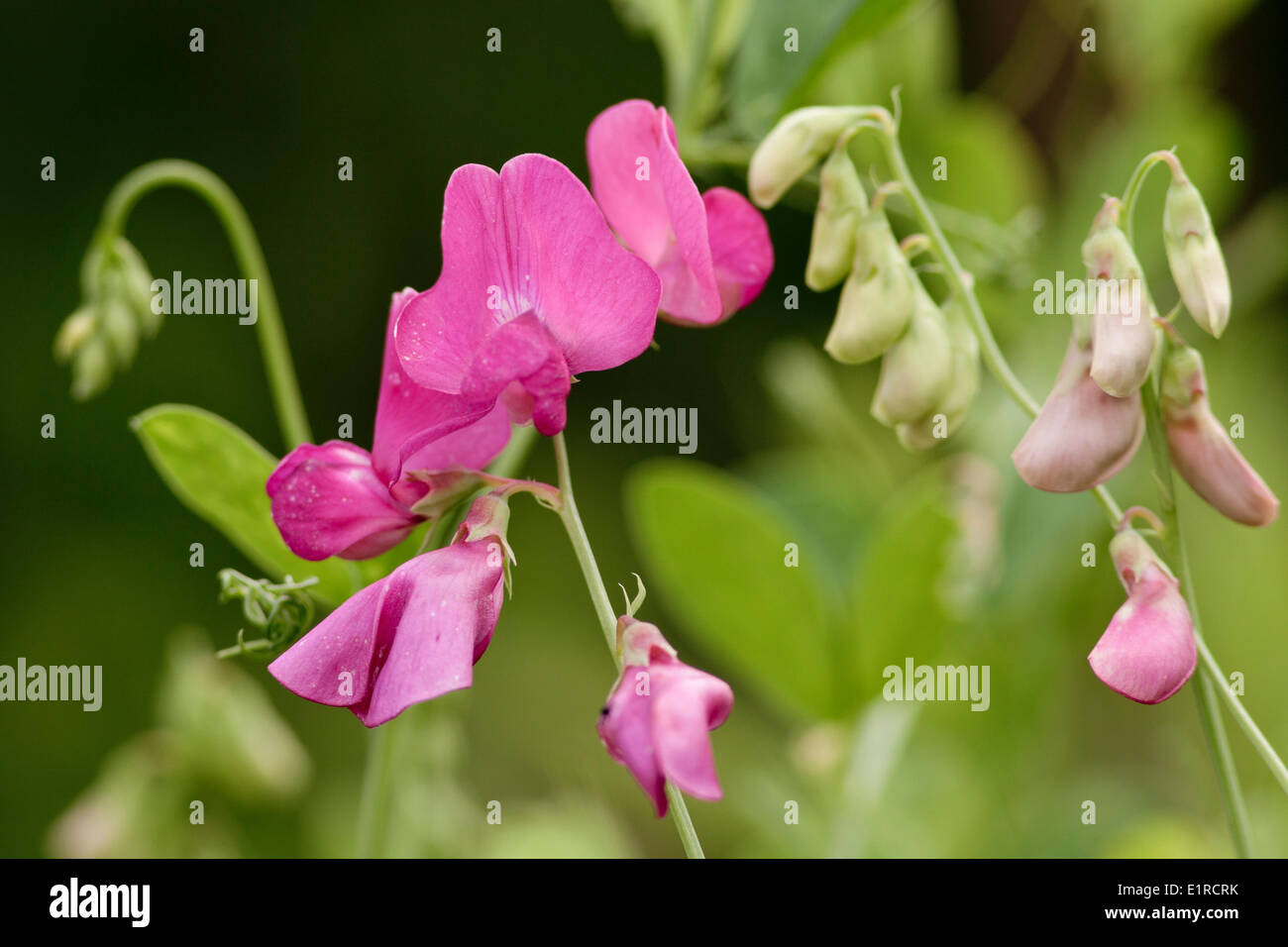 Tuberous pea is easily spotted by its large flowers. Stock Photo