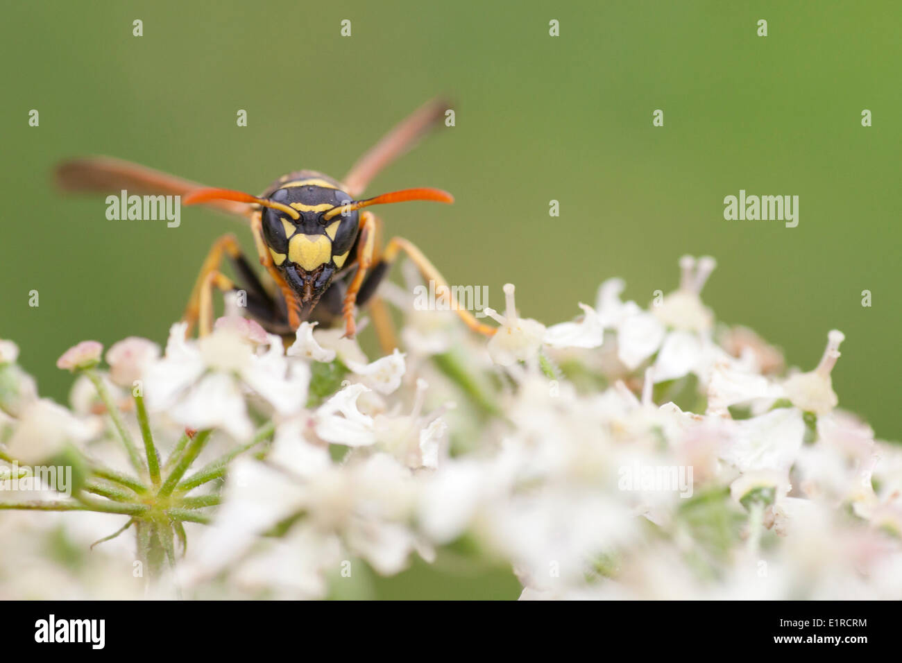 The European Paper Wasp extends its distribution area northwards because of the global warming. Stock Photo