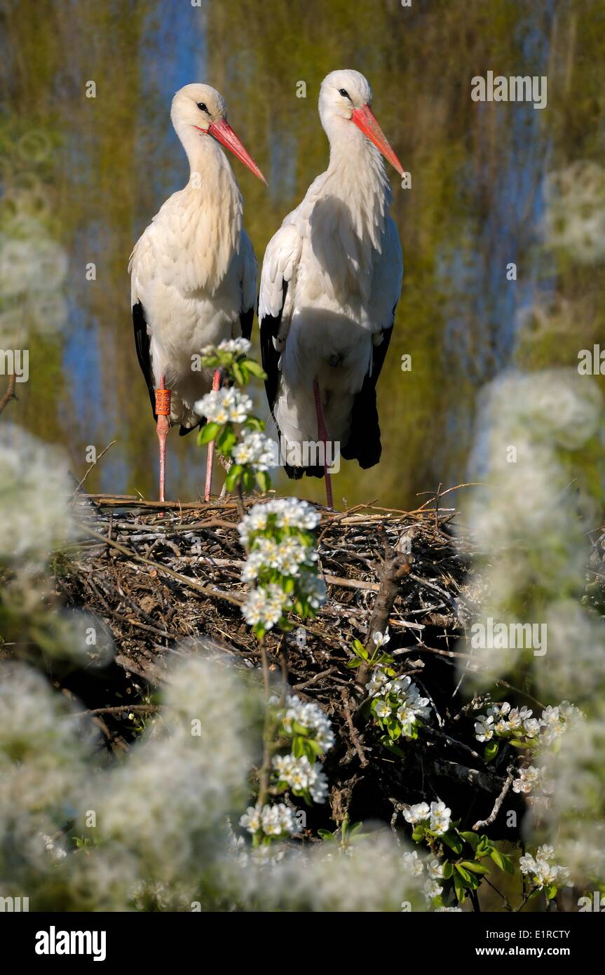 Pair of White Storks on nest Stock Photo