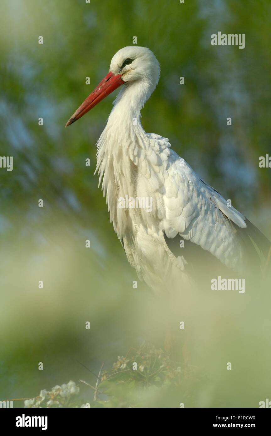 White Stork on nest seen through blossom Stock Photo