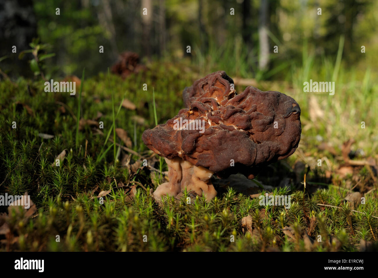 False morel mushroom hires stock photography and images Alamy