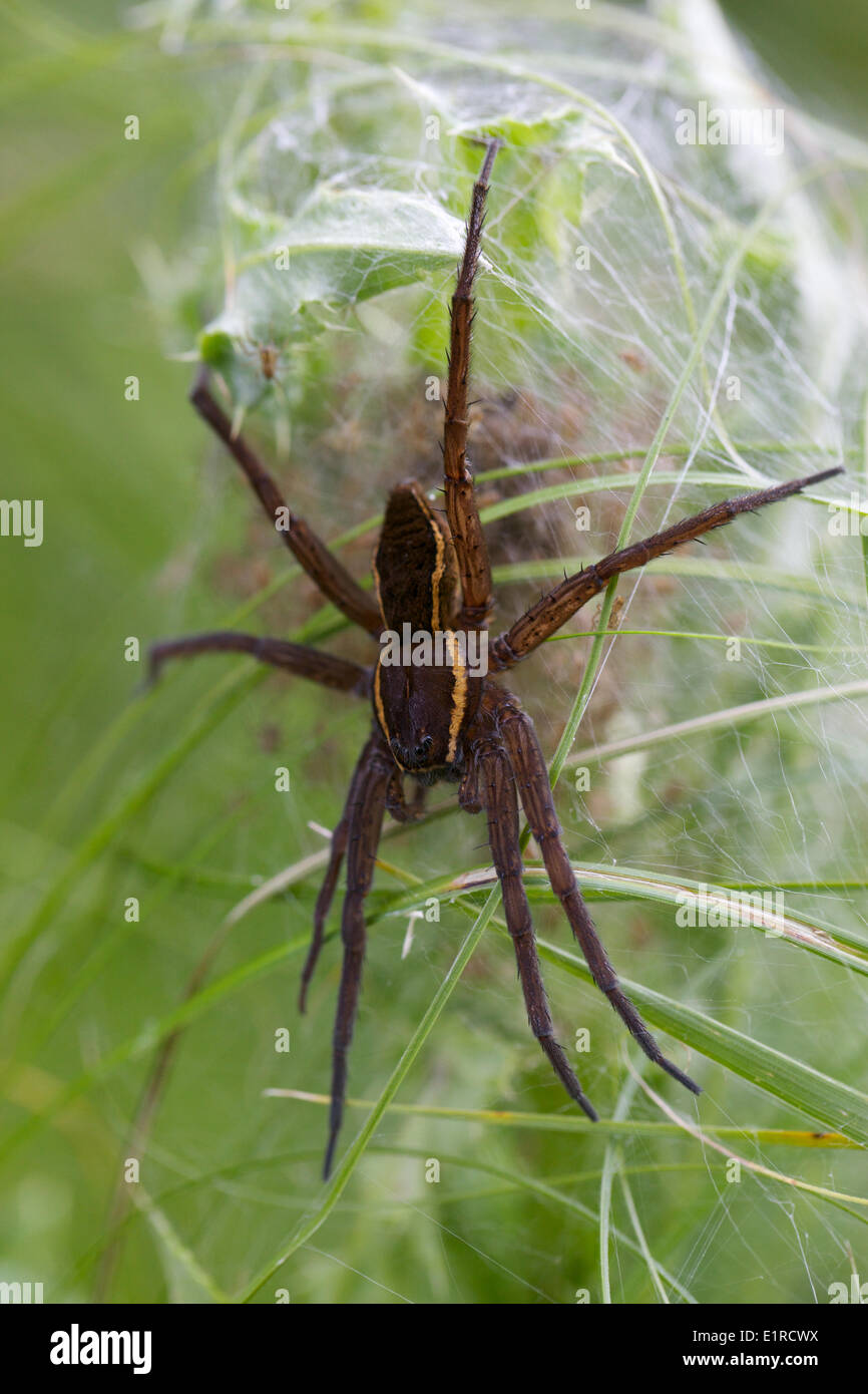 largest spider in the Netherlands, the great raft spider Stock Photo