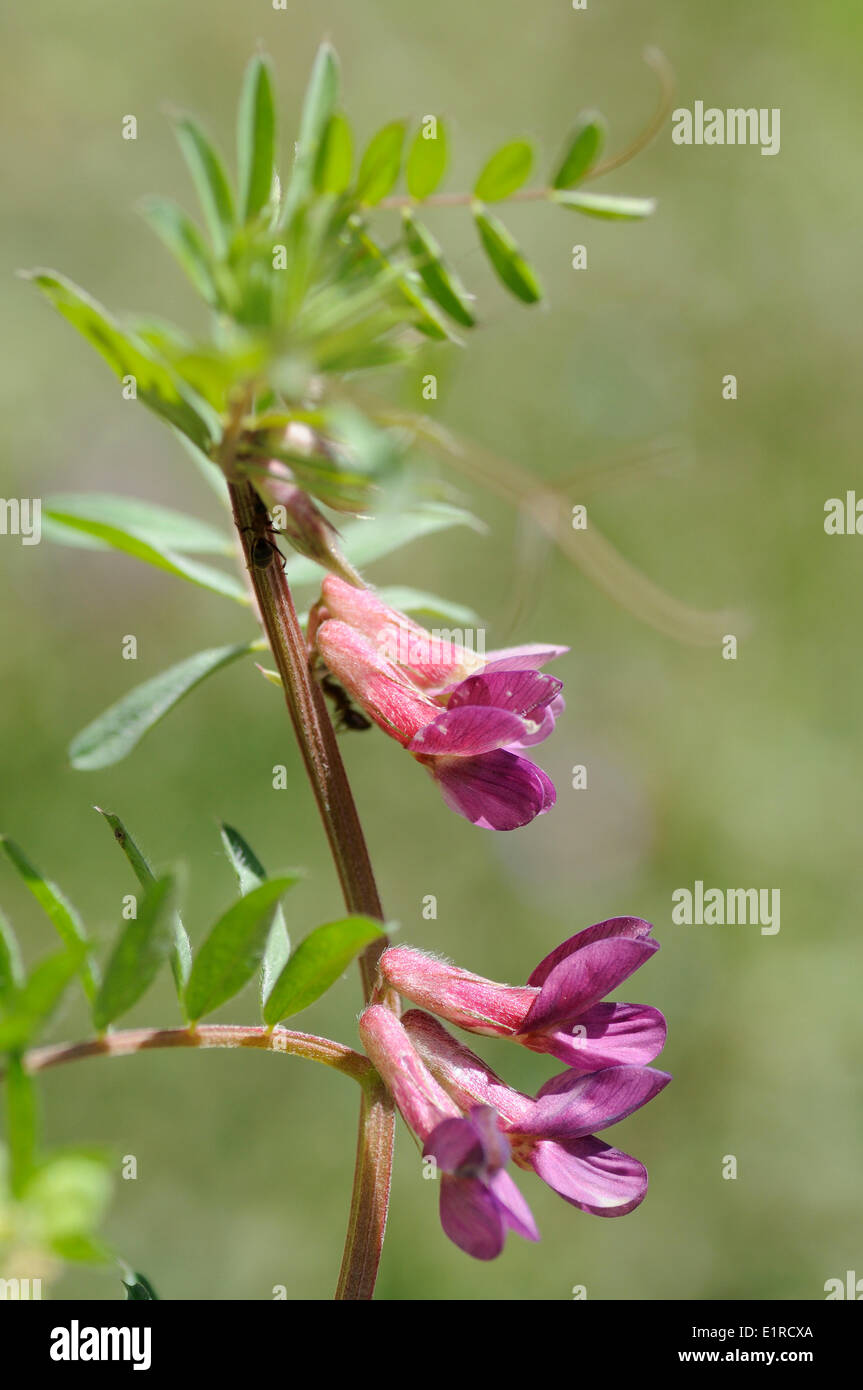 Flowering Hungarian Vetch Stock Photo