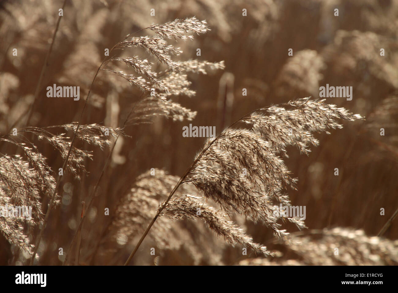 Common Reed waving in the wind, Stock Photo