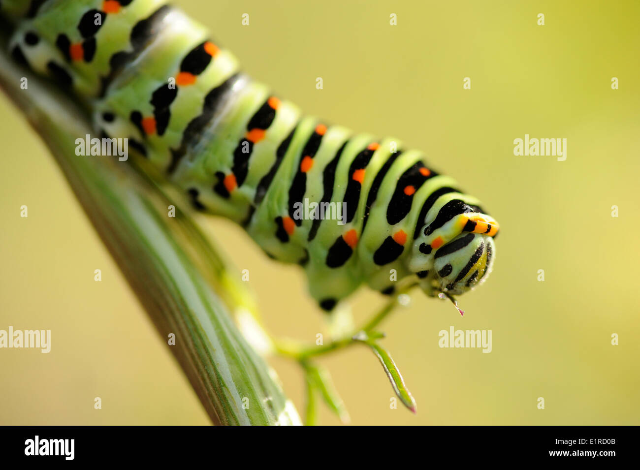 Large caterpillar of a Swallowtail feeding Stock Photo