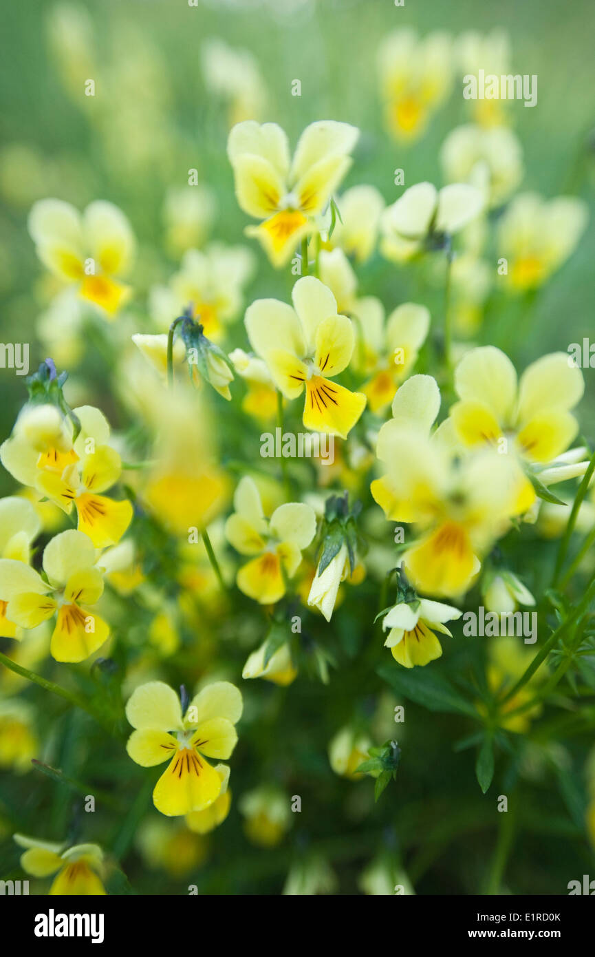 Mountain Pansy's in a field Stock Photo