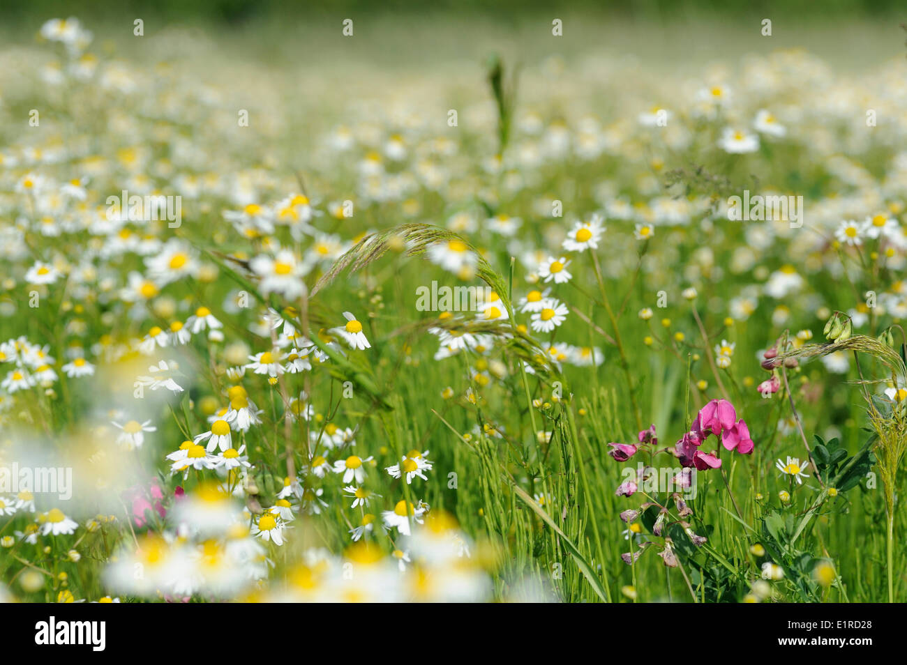 Floweirng Tuberous Pea between the German Chamomile and Loose silky-bent Stock Photo