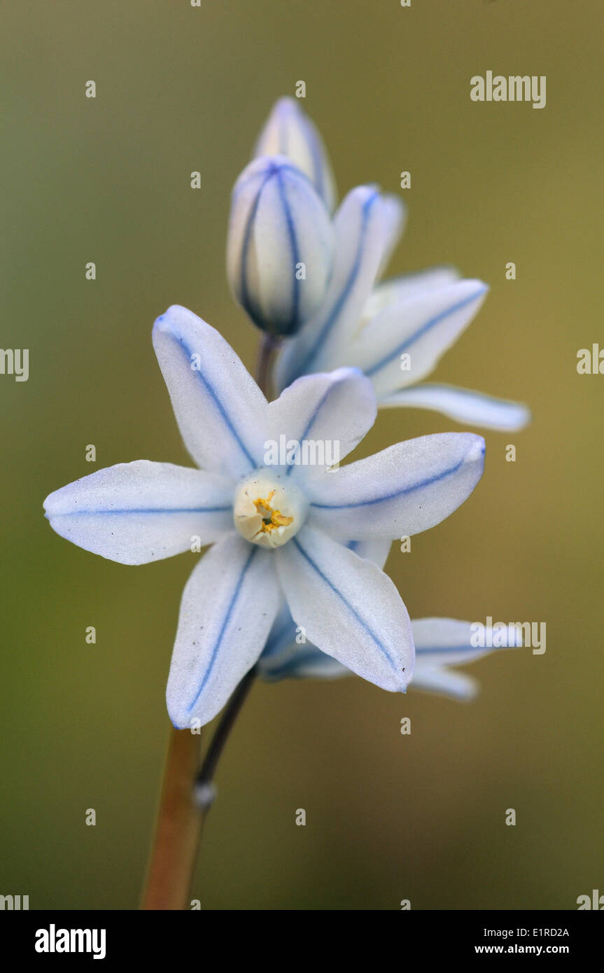 Stalk and white flowers of White Squill with soft background Stock Photo