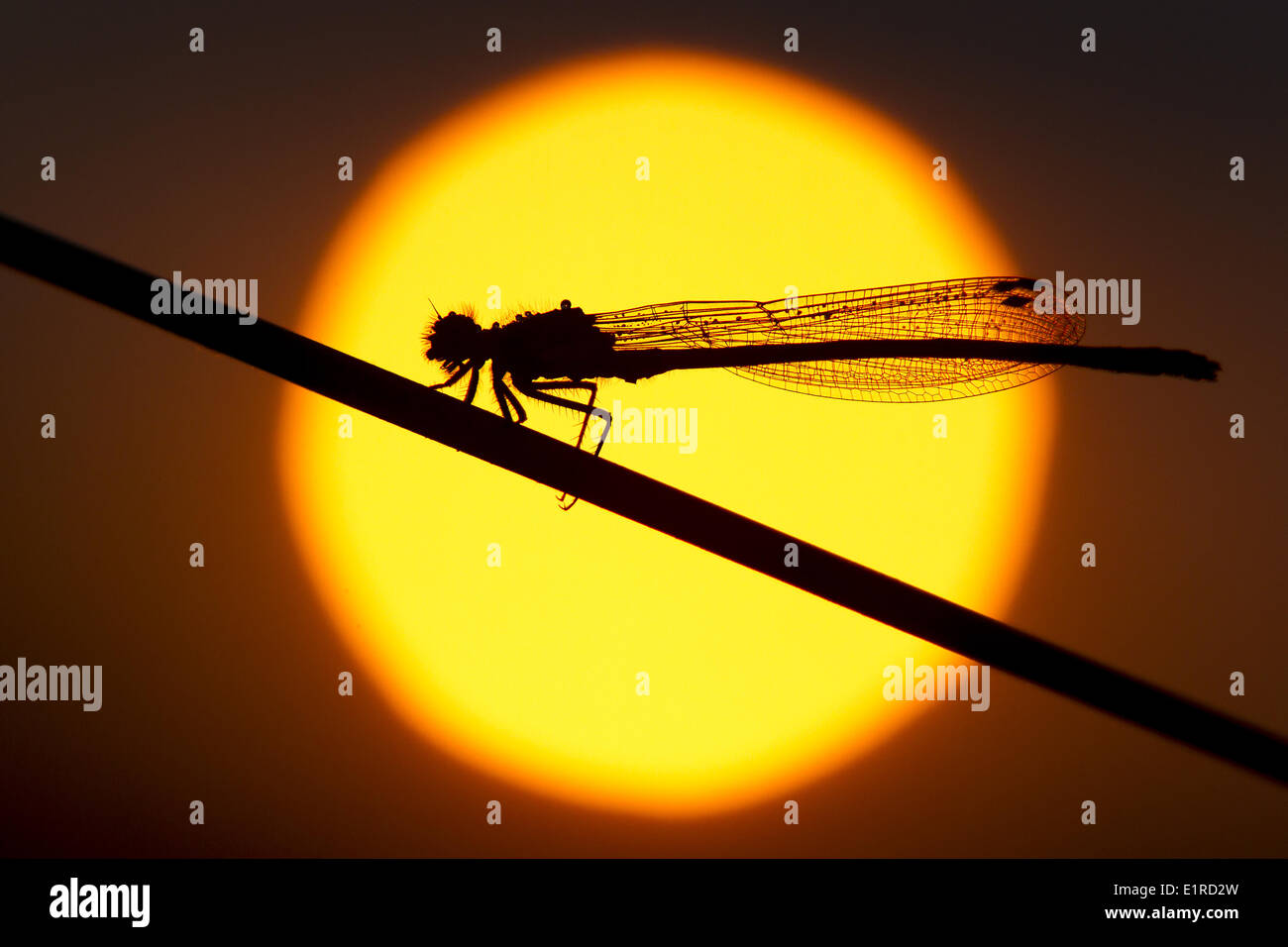 Large red damselfly in front of the rising sun Stock Photo - Alamy