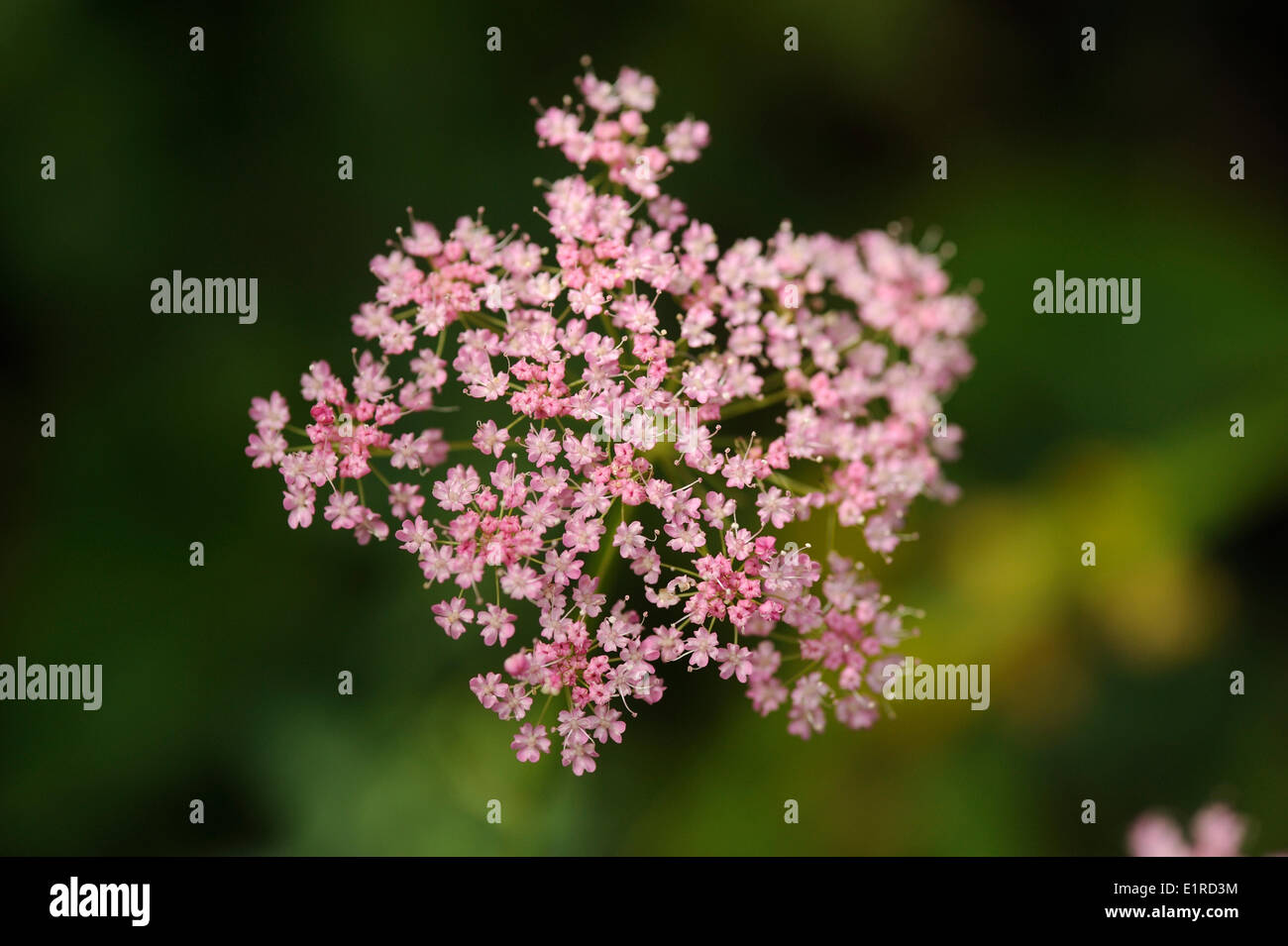 flowering Greater Burnett-saxifrage with pink flowers Stock Photo