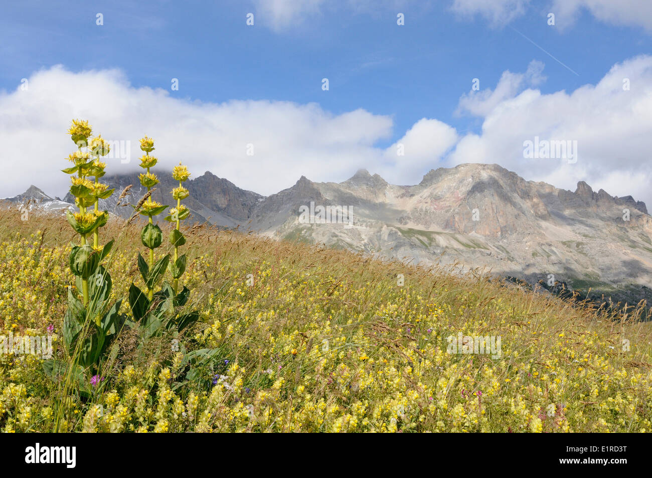 Flowering Great Yellow Gentian in the Alps Stock Photo