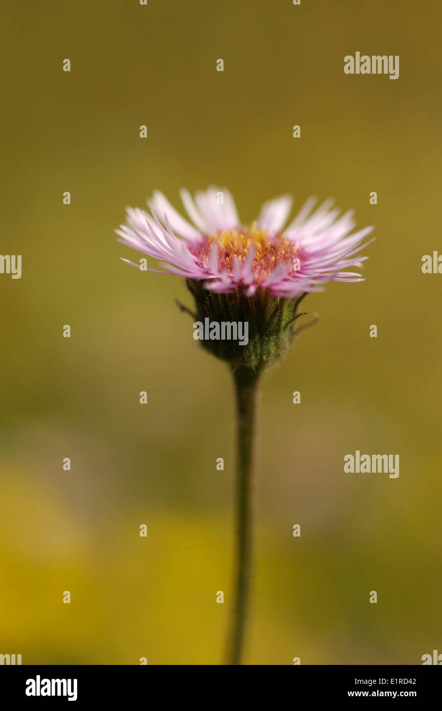 Flowering Alpine Fleabane Stock Photo
