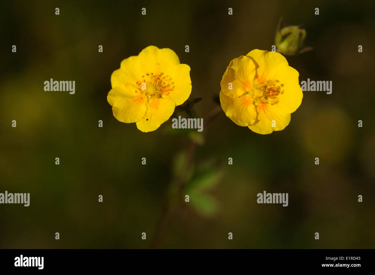 The flowers of the Dwarf Yellow Cinquefoil with the yellow petals with vague orange spots Stock Photo
