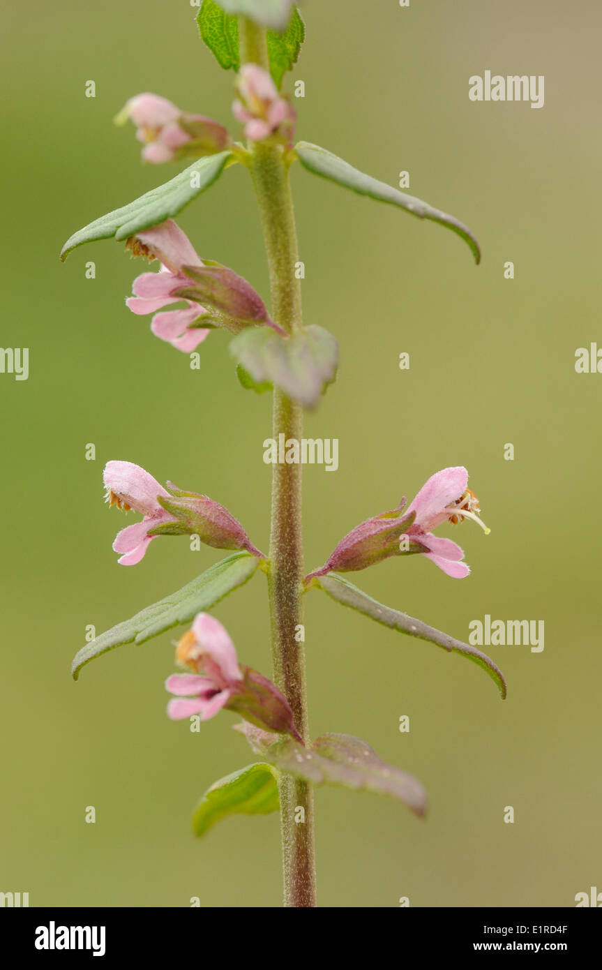 Flowering Red Bartsia on the side of a wheatfield Stock Photo