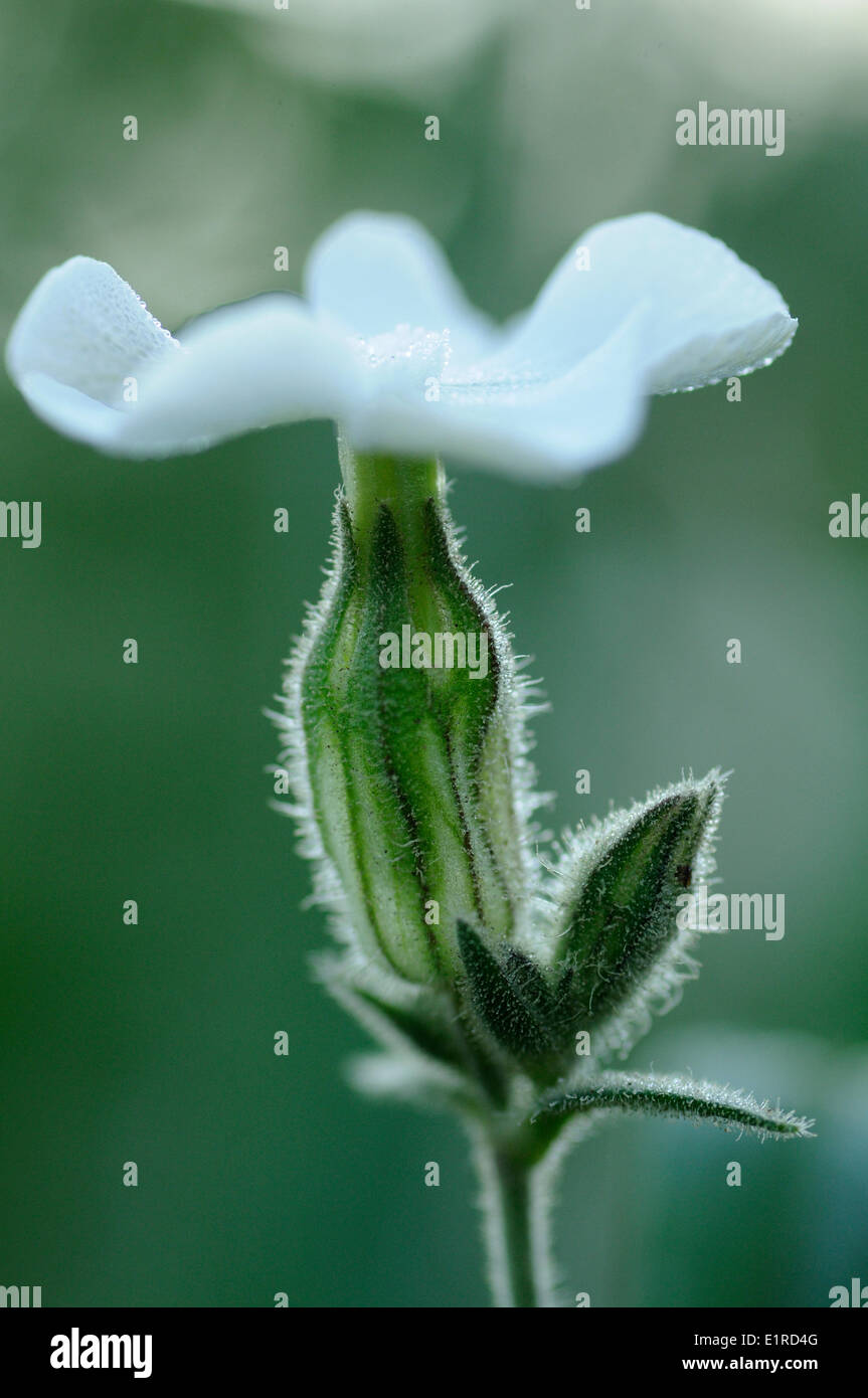 Flowering Night-flowering Catchfly Stock Photo