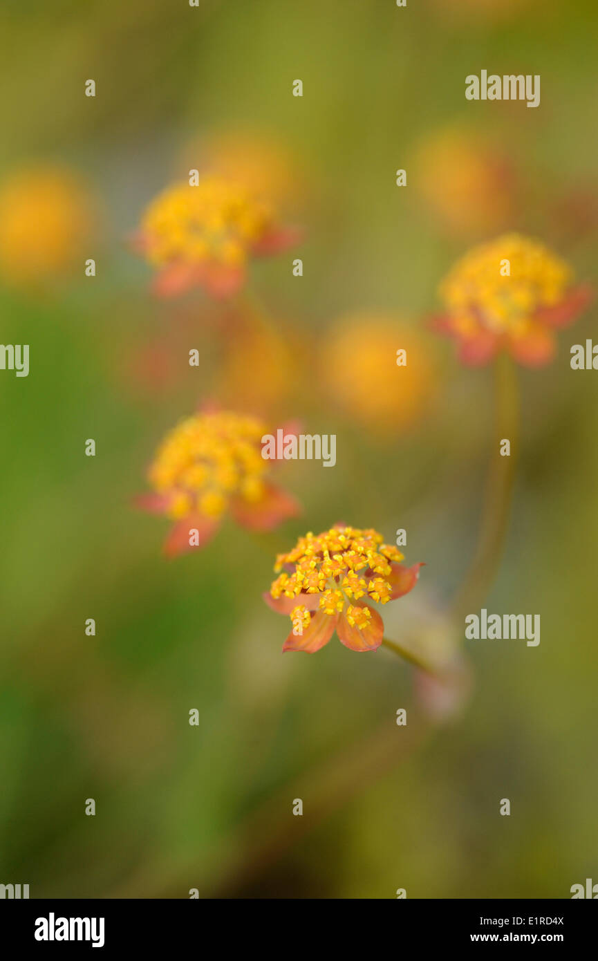 Flowering Three-veined Hare's Ear Stock Photo