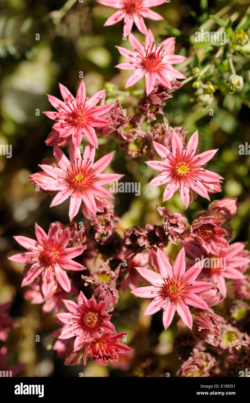 Flowering Sempervivum montanum Stock Photo