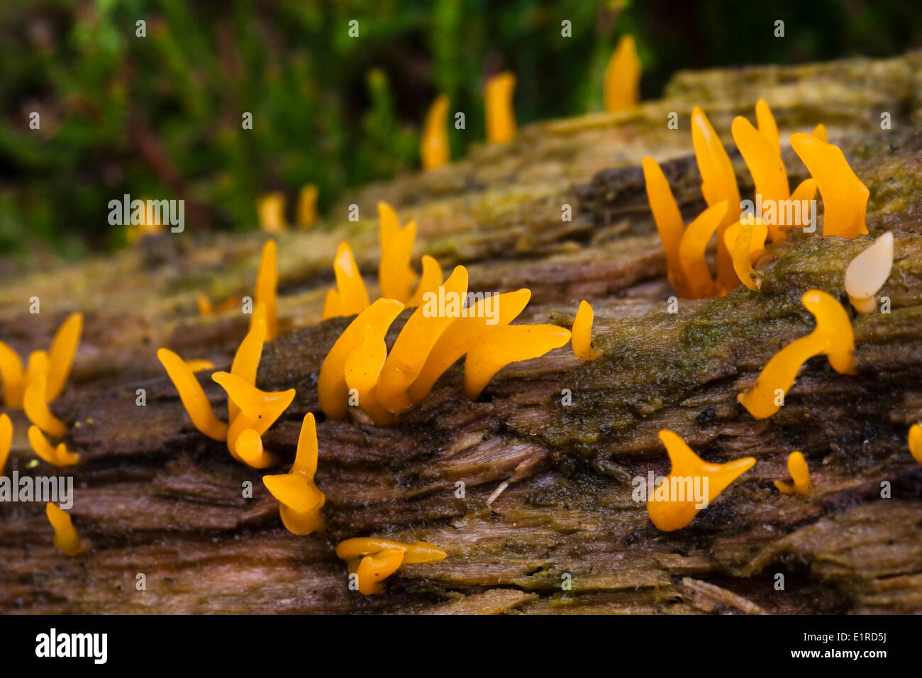 Small Stagshorn Fungus on decayed wood. Stock Photo