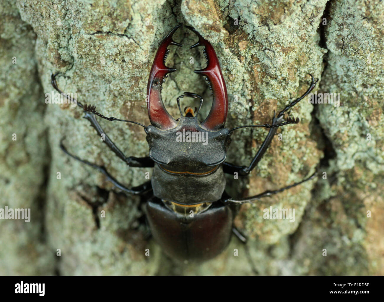 Stag Beetle at the stem of an old oak, climbing up. Stock Photo