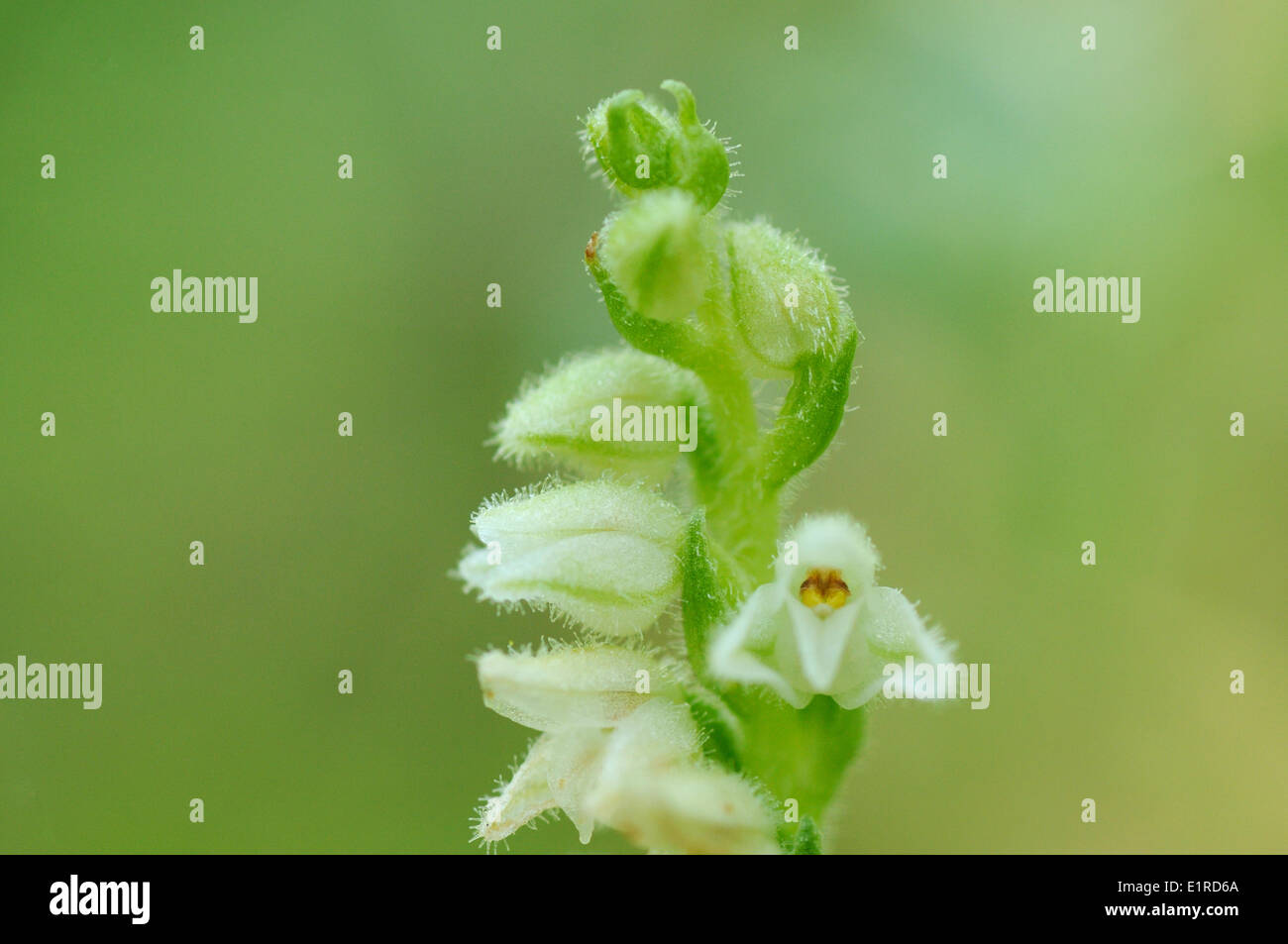 Flowering Goodyera repens in dark pineforest Stock Photo