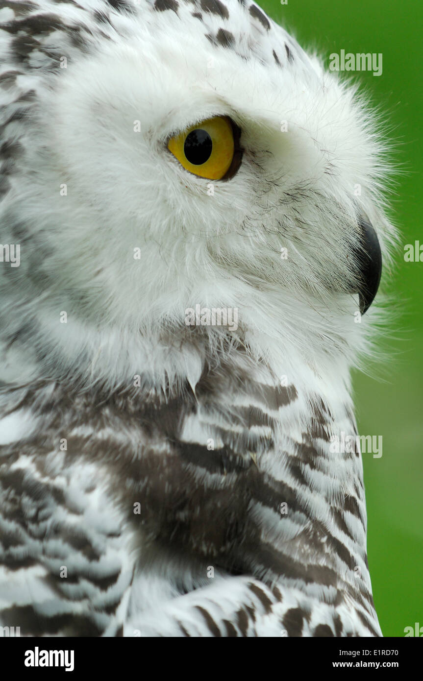 Portait of a Snowy Owl Stock Photo