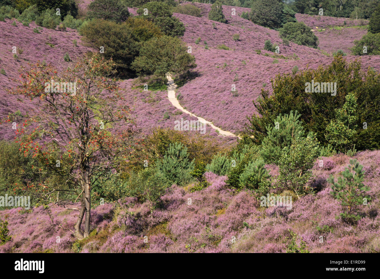 Hills with blooming Heather, an impression of National Park Veluwezoom. Stock Photo